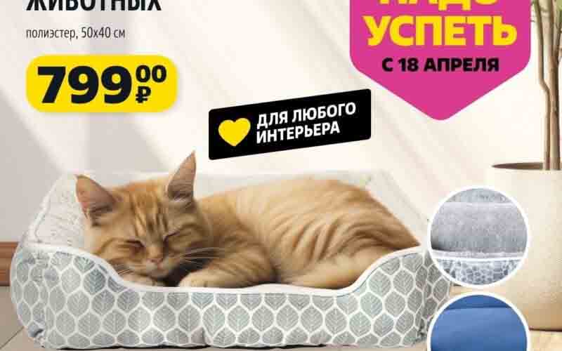 чижик акции с 18 апреля