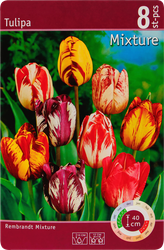 Луковицы Тюльпан Феерия 10/11, микс, Арт. 502, 8шт